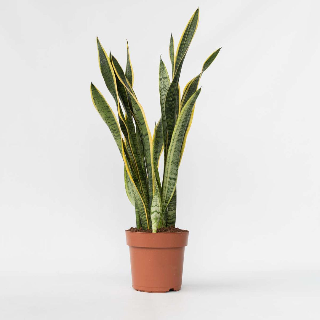 Sansevieria Laurentii