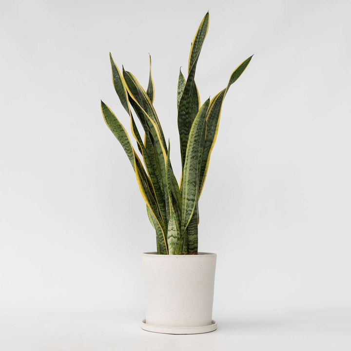 Sansevieria Laurentii