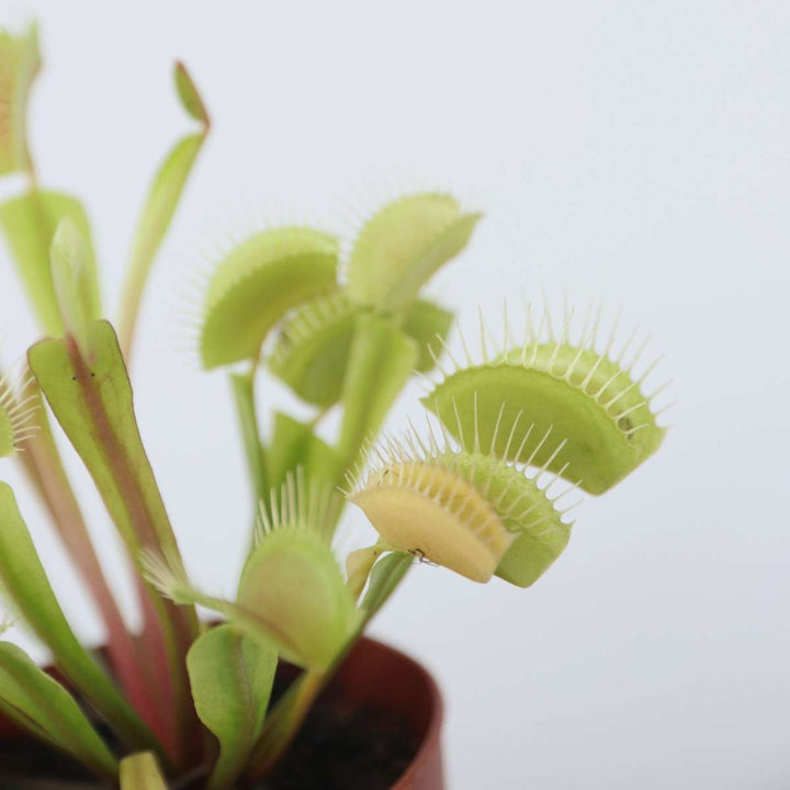 Dionaea Muscipula - Set van 3 - Venus Vliegenvanger