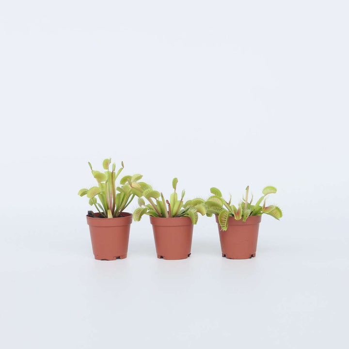 Dionaea Muscipula - Set van 3 - Venus Vliegenvanger