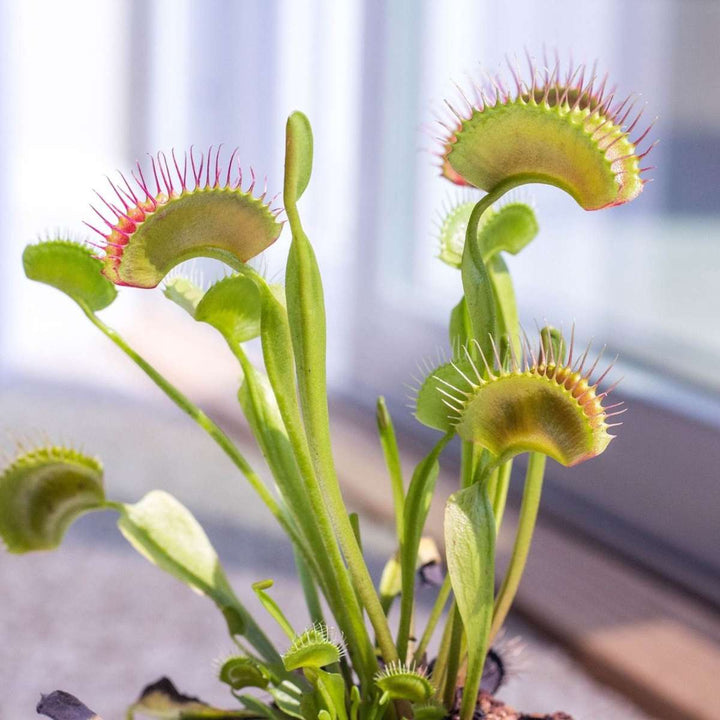 Dionaea Muscipula - Set van 6 - Venus Vliegenvanger