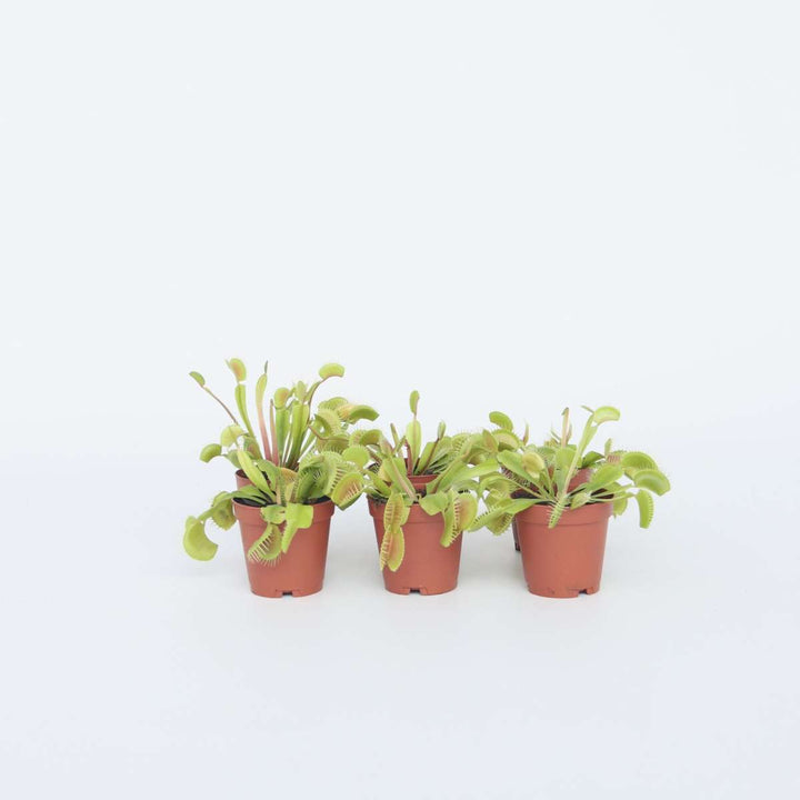 Dionaea Muscipula - Set van 6 - Venus Vliegenvanger