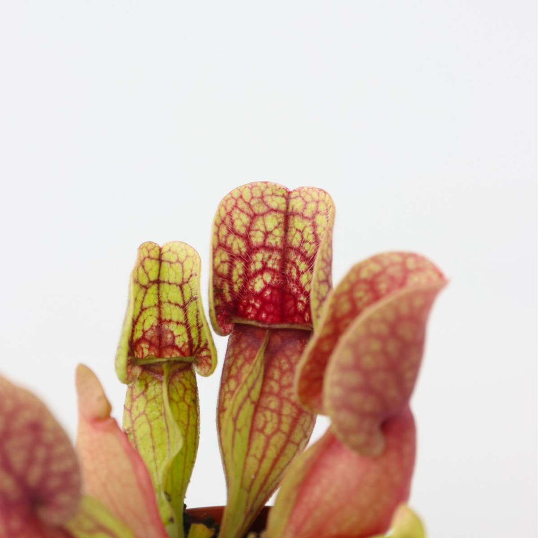 Sarracenia purpurea - Set van 3 - Vleesetende plant