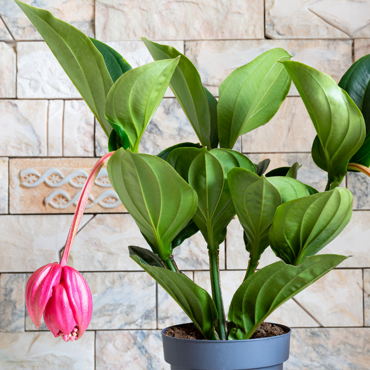 Medinilla Magnifica 'Lambada'