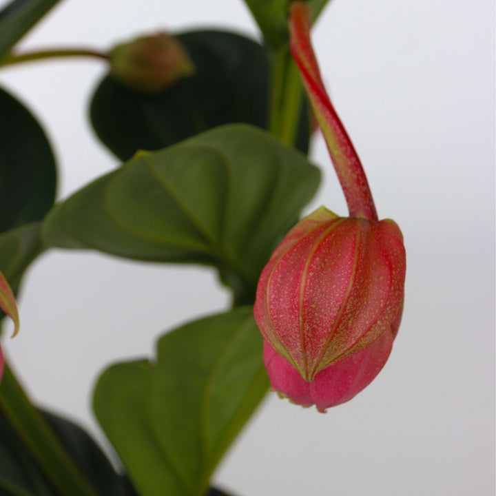 Medinilla Magnifica 'Lambada'