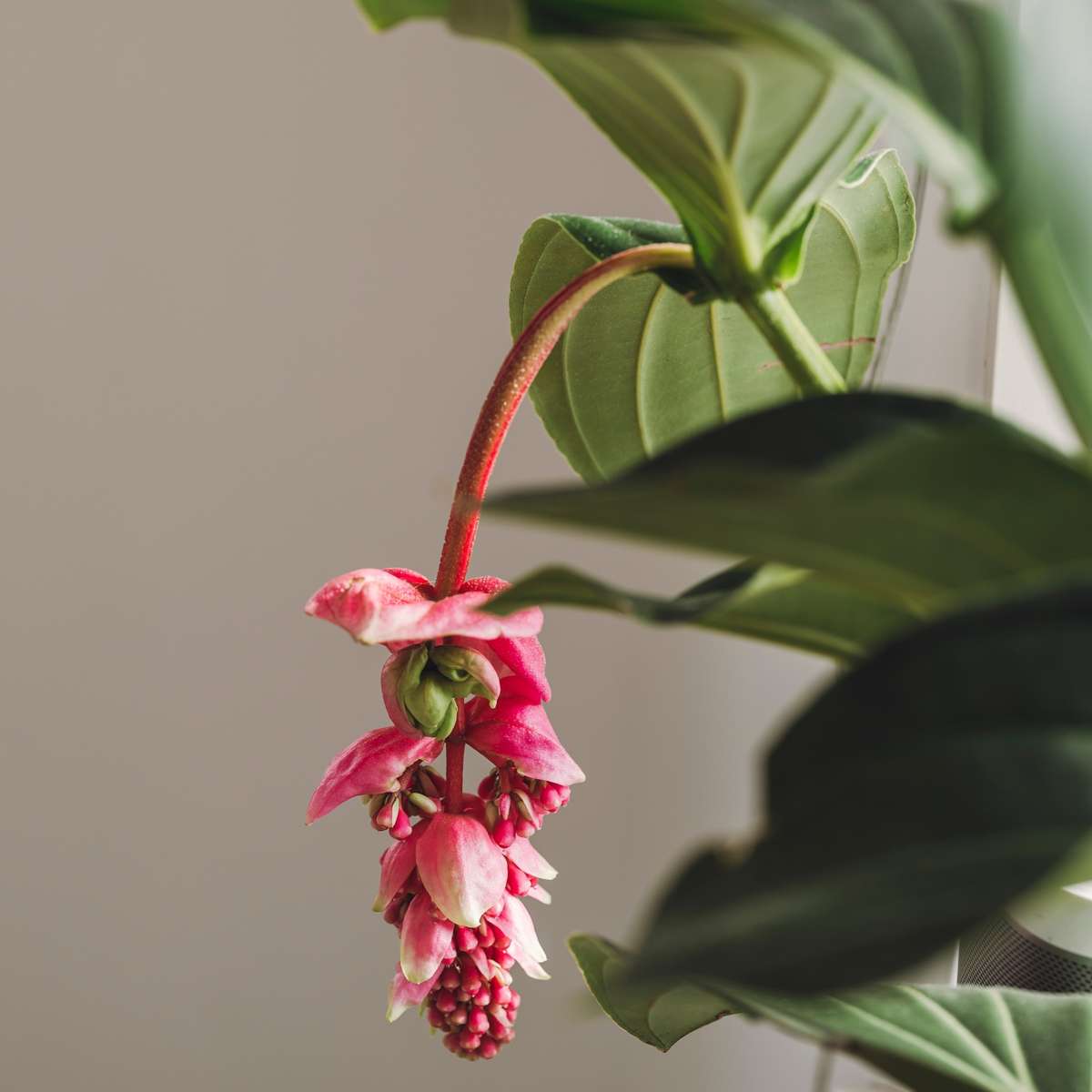 Medinilla