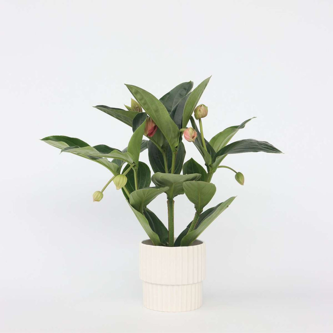 Mix Superfrutti - 3 Piante Da Bacche (Mirtillo, Mirtillo Rosso, Goji) In Vaso 9cm - Foto 7