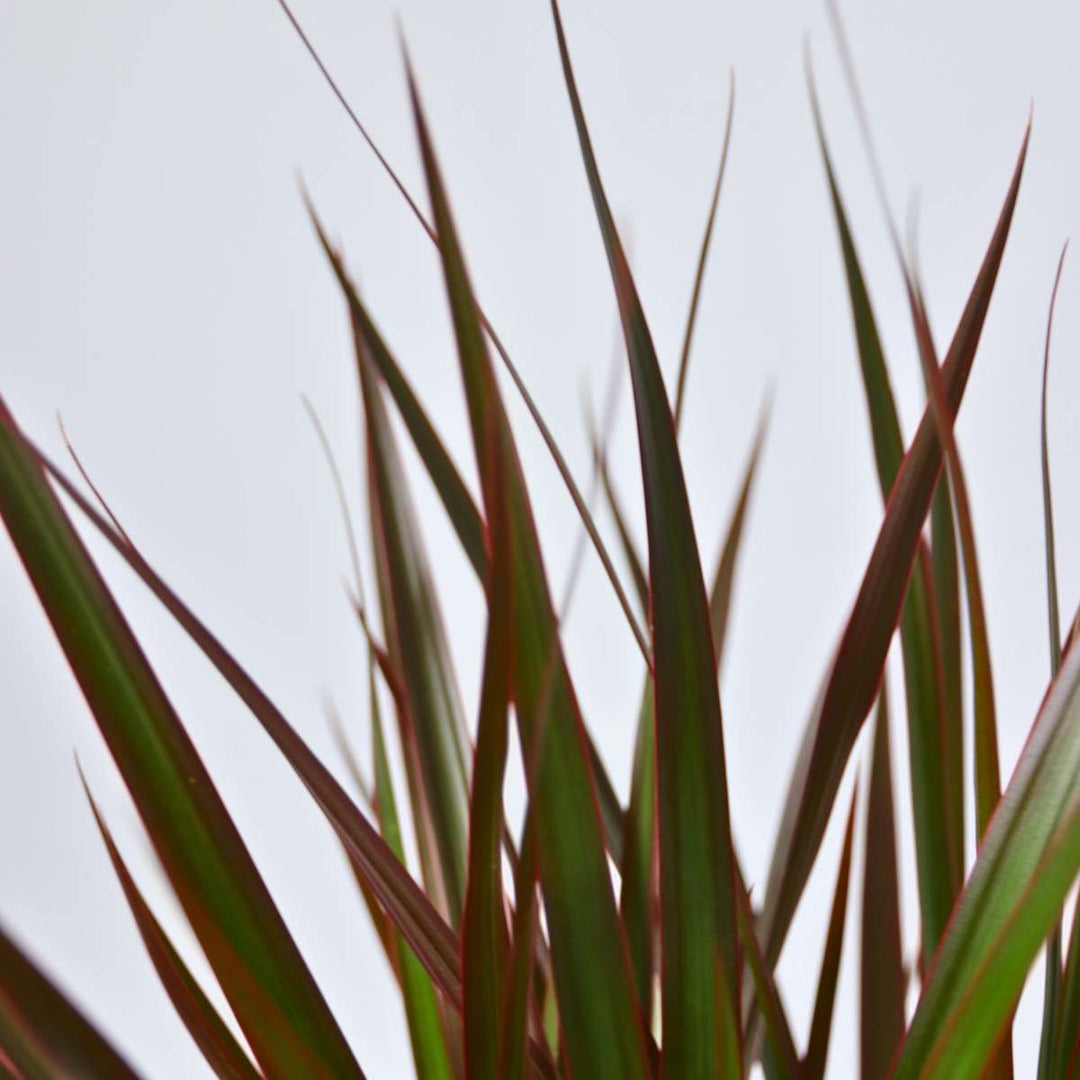 Dracaena Marginata Magenta - Drakenbloedboom