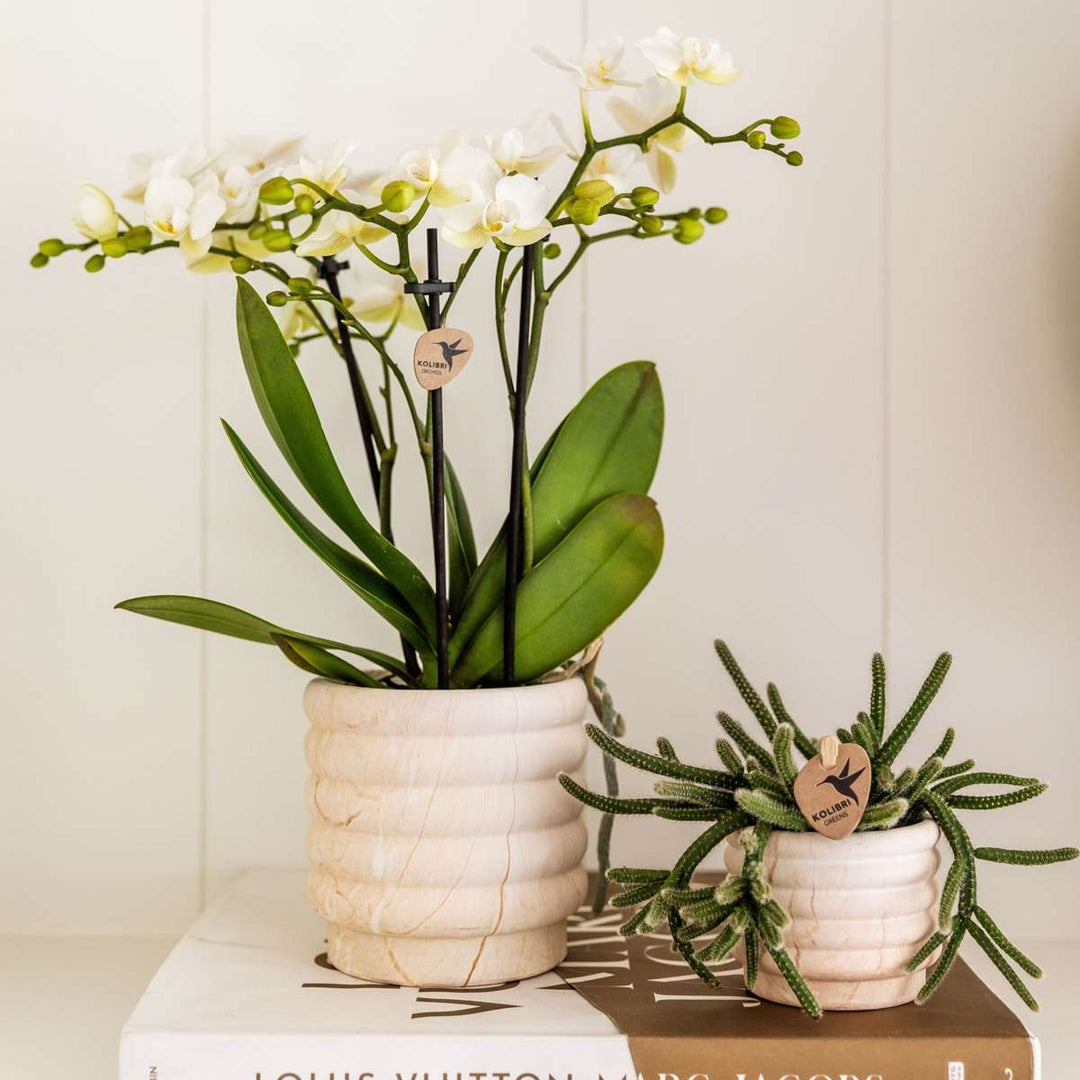 Set cadou orhidee 'Marble S' - Phalaenopsis