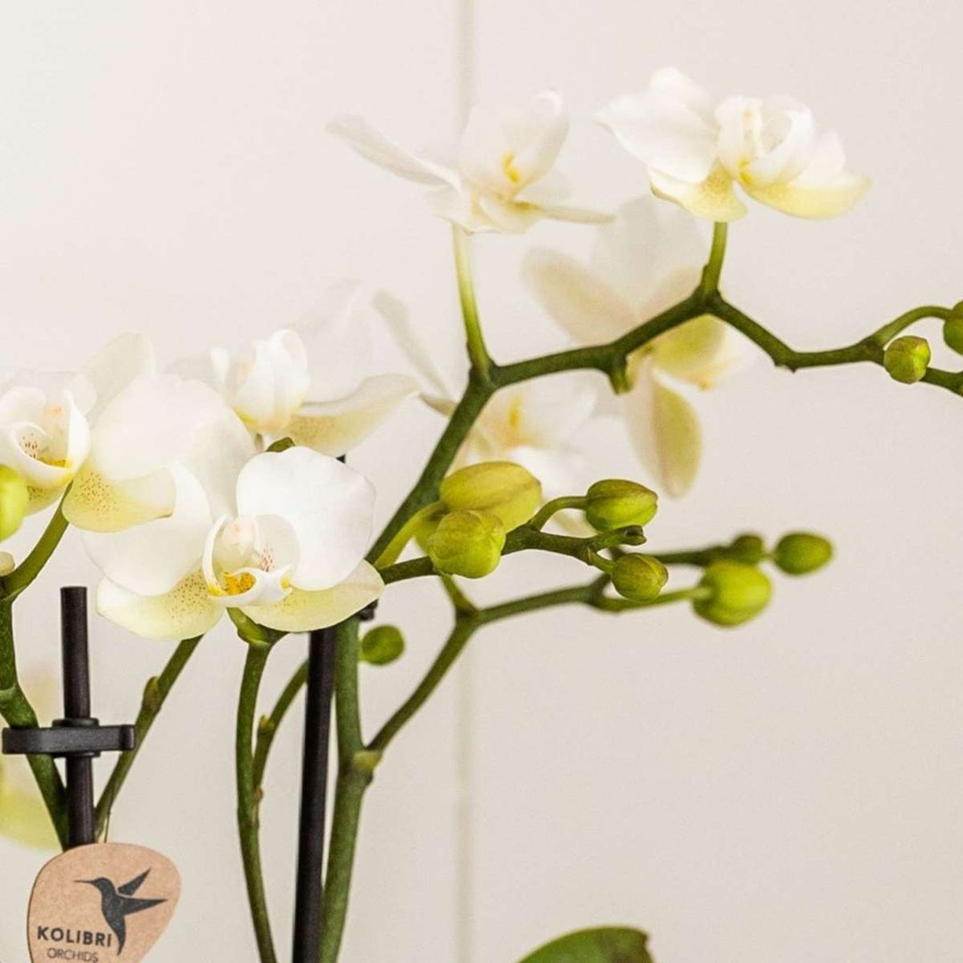 Set cadou orhidee 'Marble S' - Phalaenopsis