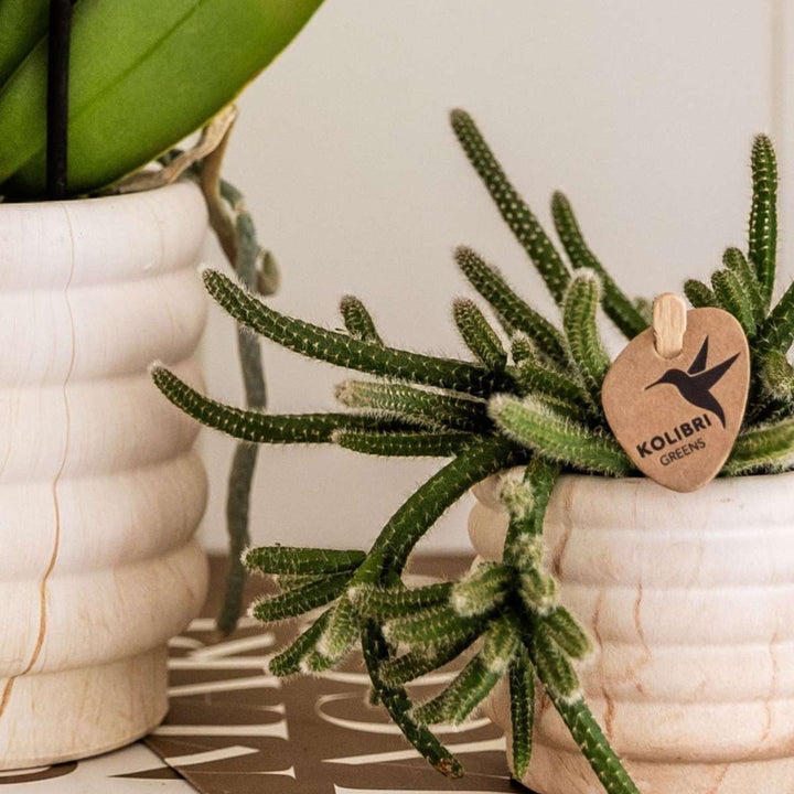 Set cadou orhidee 'Marble S' - Phalaenopsis