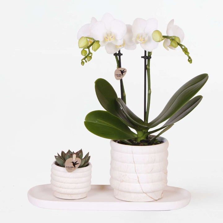 Set cadou orhidee 'Marble S' - Phalaenopsis