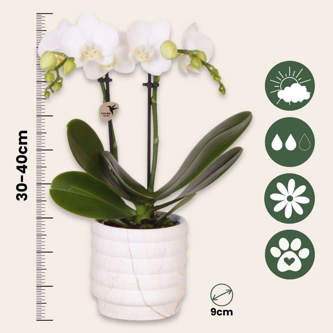 Set cadou orhidee 'Marble S' - Phalaenopsis