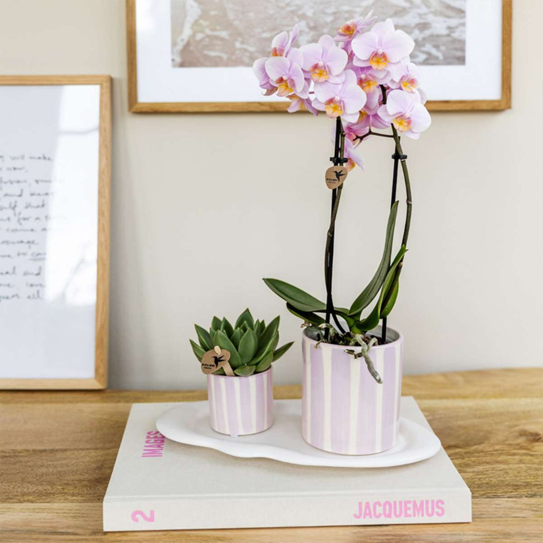 Cadeauset orchidee 'Pink S' - Phalaenopsis