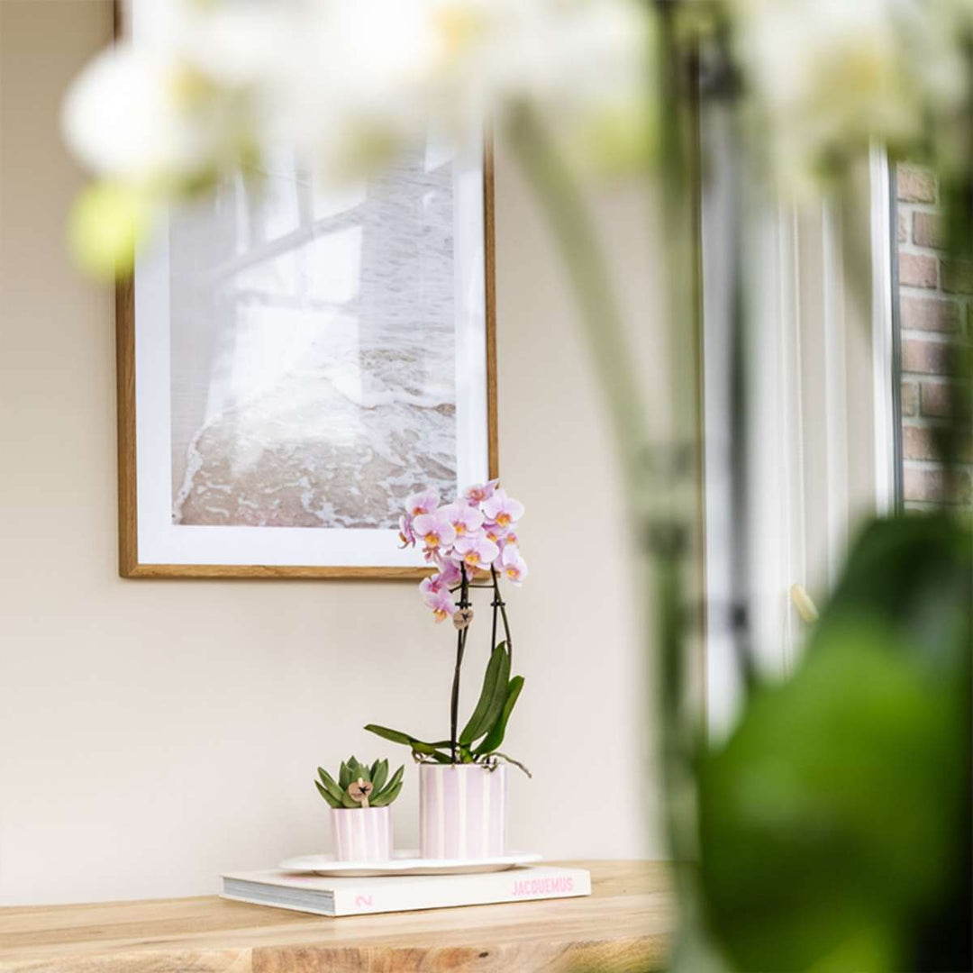 Cadeauset orchidee 'Pink S' - Phalaenopsis
