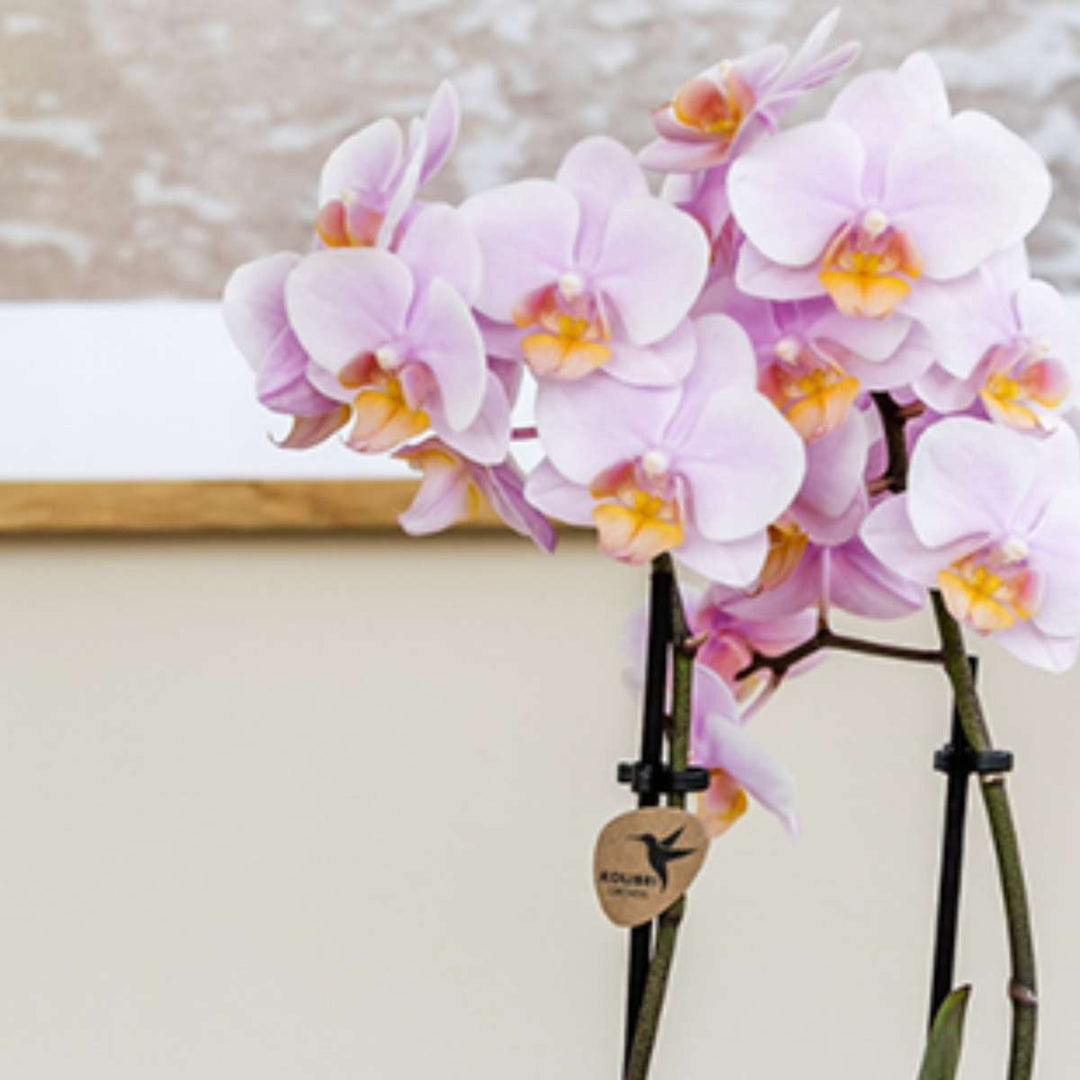 Cadeauset orchidee 'Pink S' - Phalaenopsis