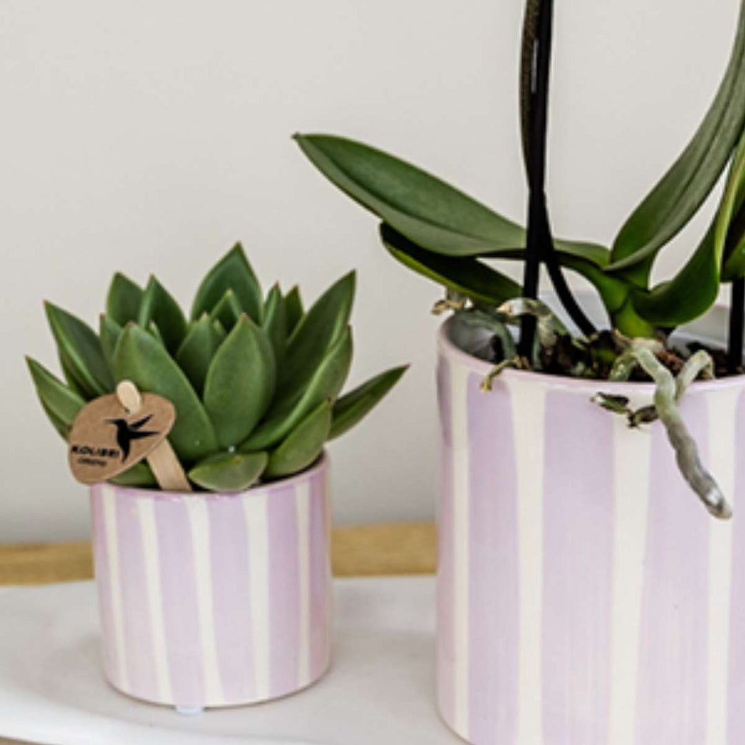 Cadeauset orchidee 'Pink S' - Phalaenopsis