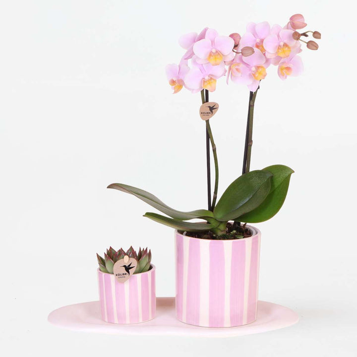 Cadeauset orchidee 'Pink S' - Phalaenopsis
