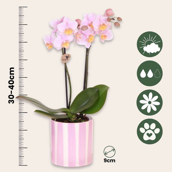 Cadeauset orchidee 'Pink S' - Phalaenopsis