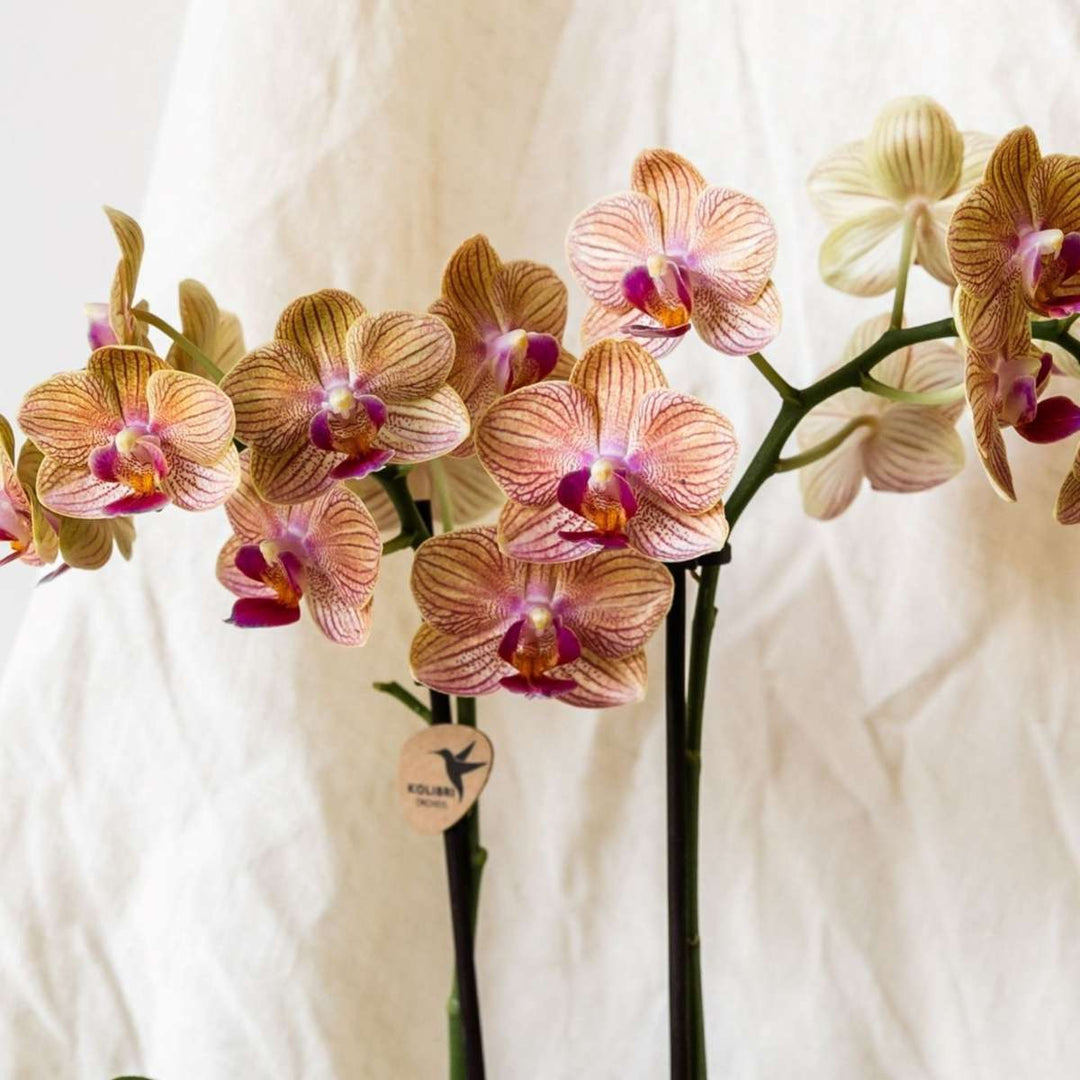 Cadeauset orchidee 'Cocktail S' - Phalaenopsis