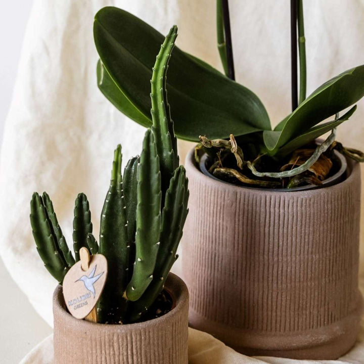 Cadeauset orchidee 'Cocktail S' - Phalaenopsis