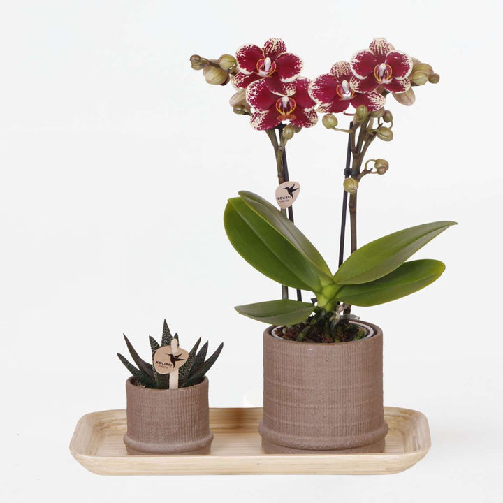 Cadeauset orchidee 'Cocktail S' - Phalaenopsis
