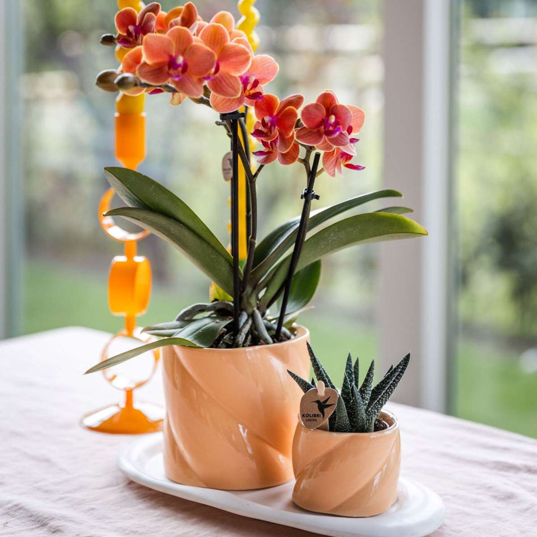 Cadeauset orchidee 'Orange S' - Phalaenopsis