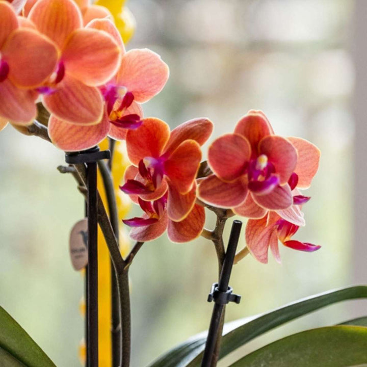 Cadeauset orchidee 'Orange S' - Phalaenopsis