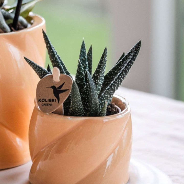 Cadeauset orchidee 'Orange S' - Phalaenopsis