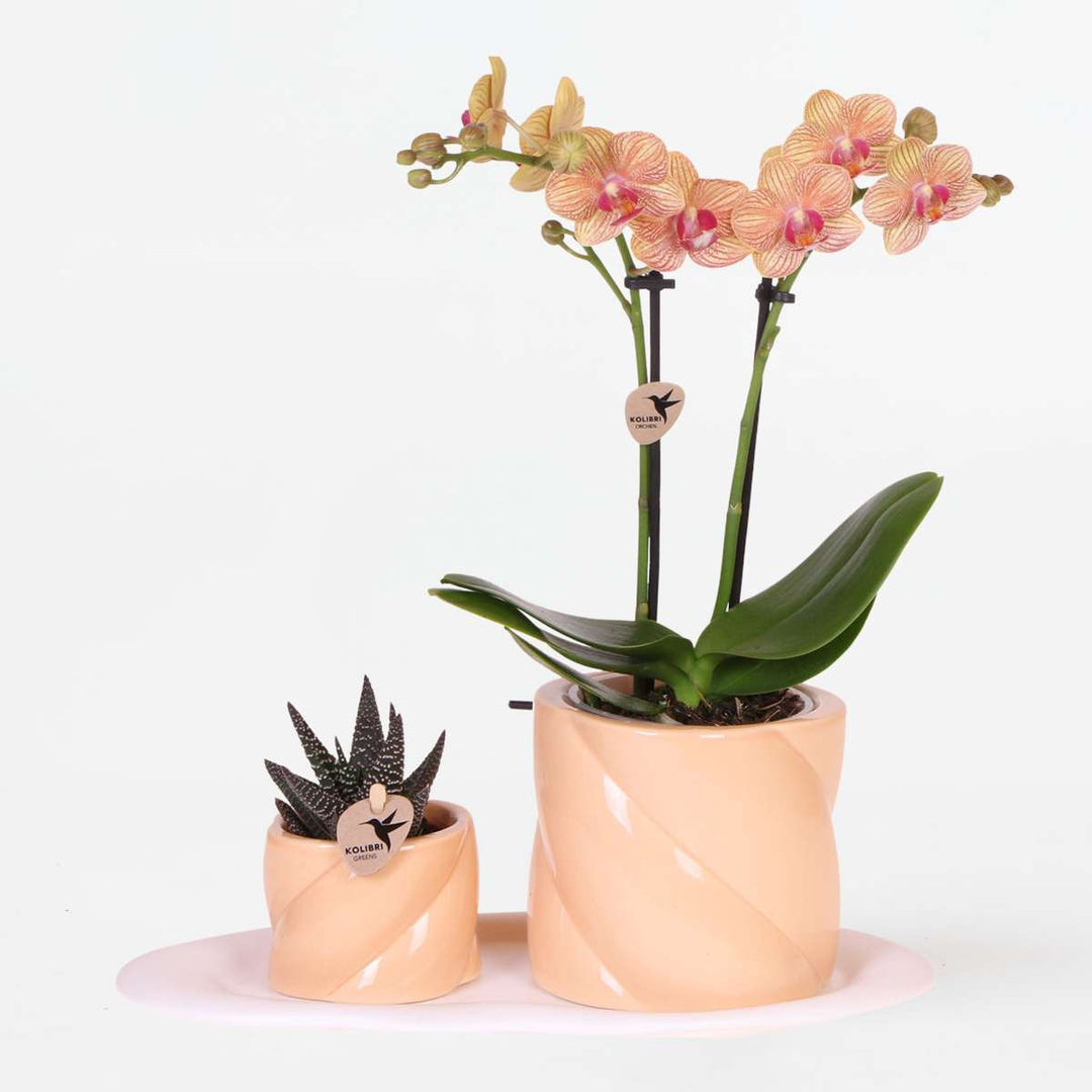 Cadeauset orchidee 'Orange S' - Phalaenopsis