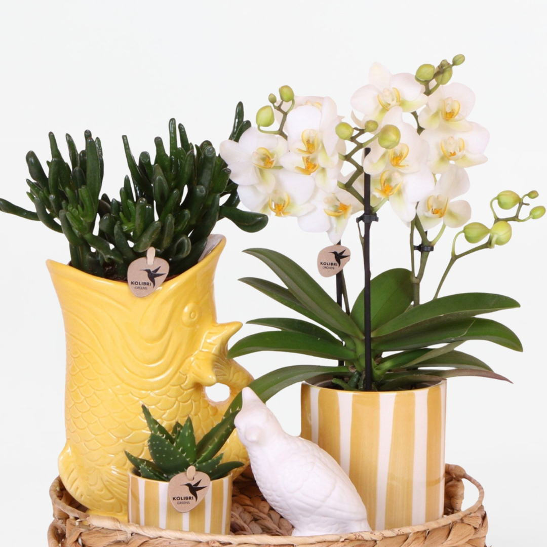 Cadeauset orchidee 'Yellow XL' - Phalaenopsis