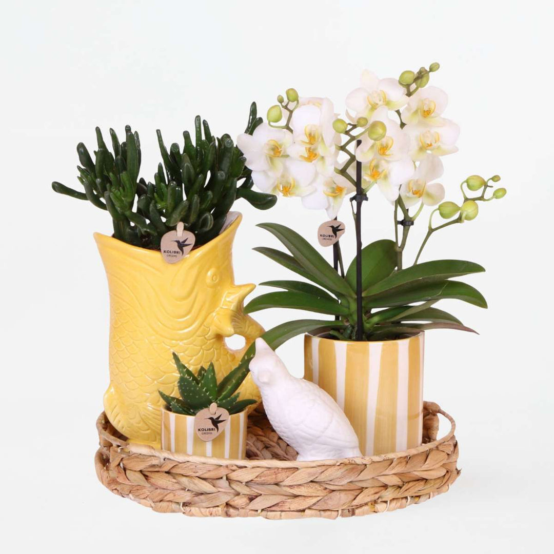 Set cadou orhidee 'Yellow XL' - Phalaenopsis