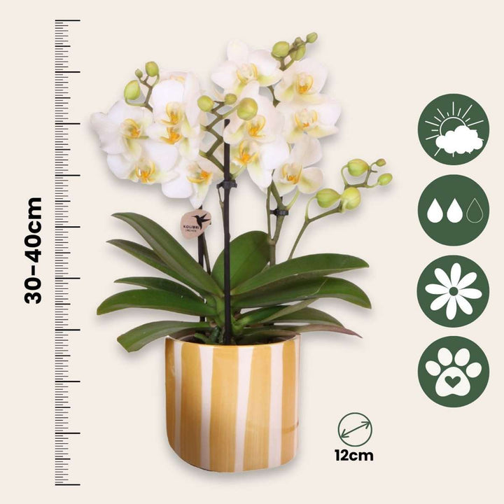 Set cadou orhidee 'Yellow XL' - Phalaenopsis