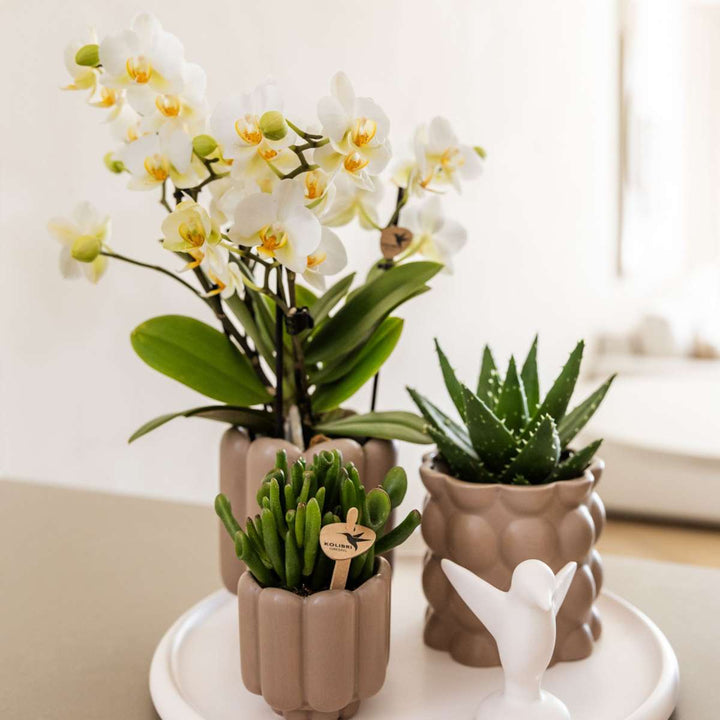 Cadeauset orchidee 'White Tray XL'