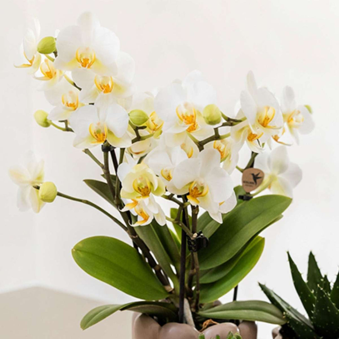 Cadeauset orchidee 'White Tray XL'