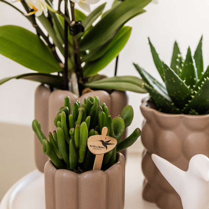 Cadeauset orchidee 'White Tray XL'