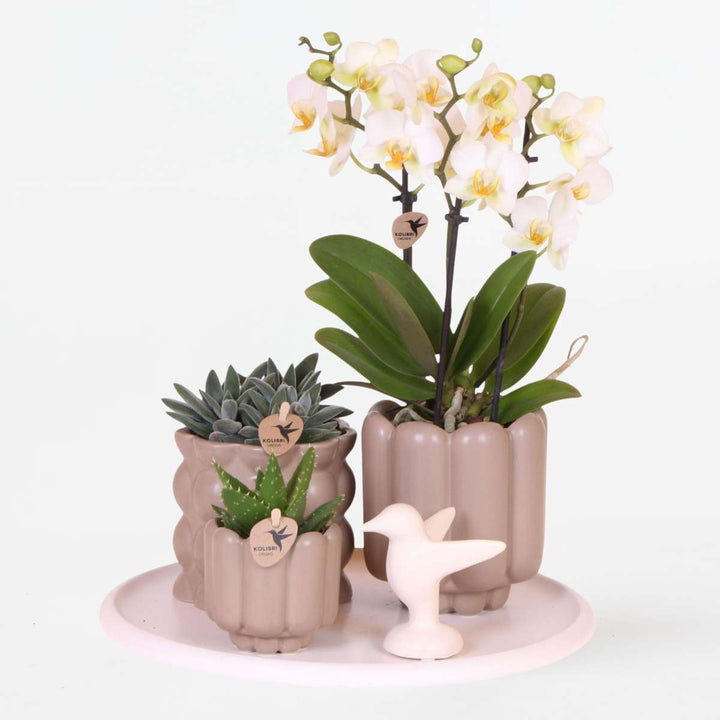 Cadeauset orchidee 'White Tray XL'
