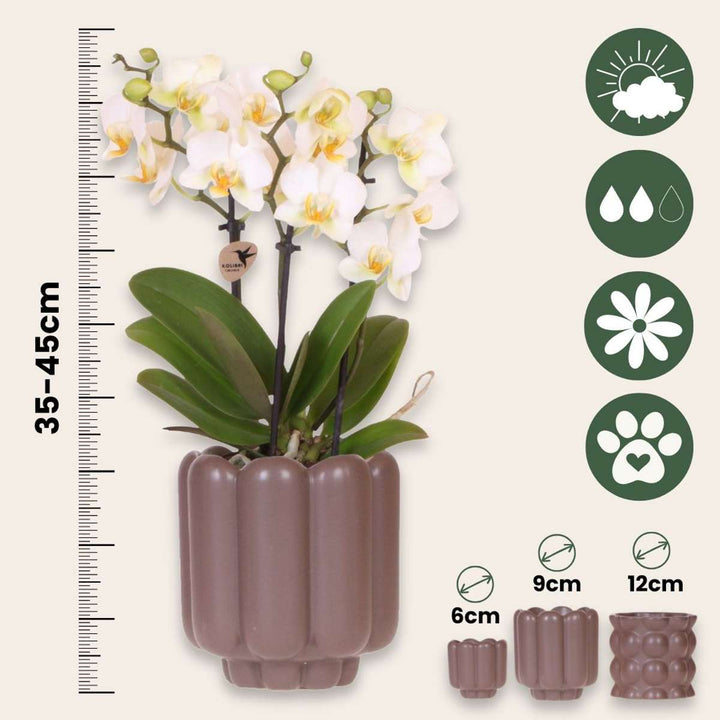 Cadeauset orchidee 'White Tray XL'