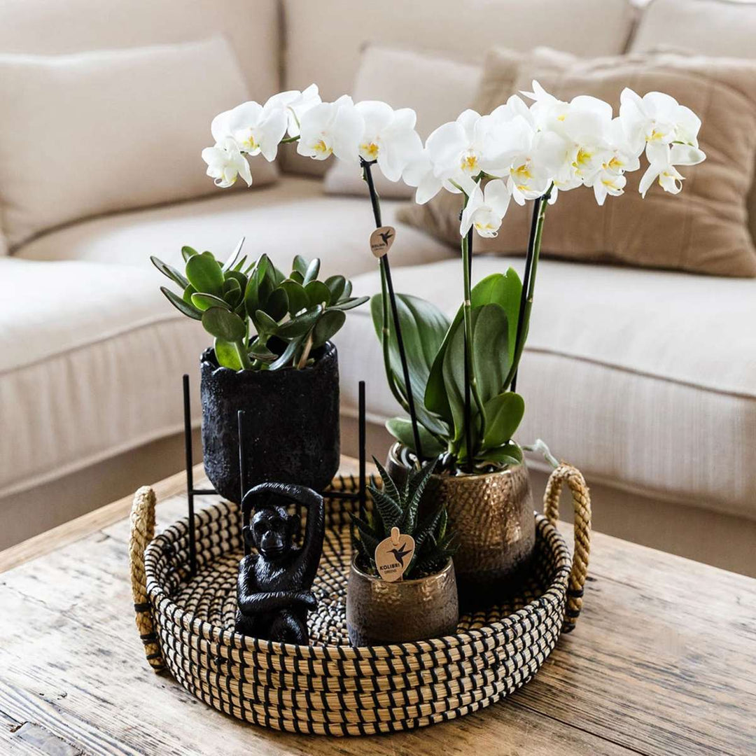 Cadeauset orchidee 'Copper XL' - Phalaenopsis