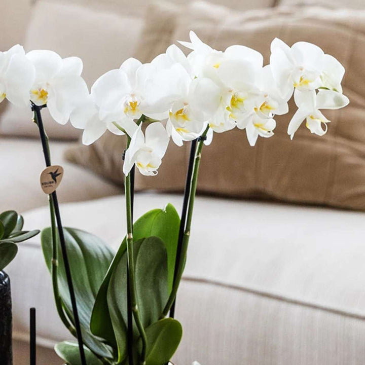 Cadeauset orchidee 'Copper XL' - Phalaenopsis