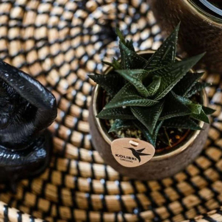 Cadeauset orchidee 'Copper XL' - Phalaenopsis