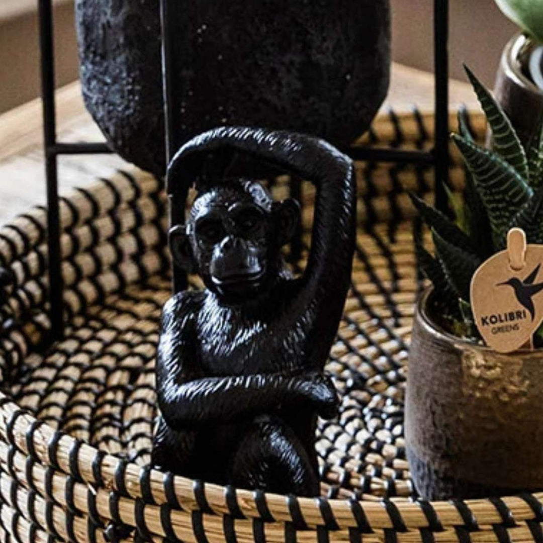 Cadeauset orchidee 'Copper XL' - Phalaenopsis