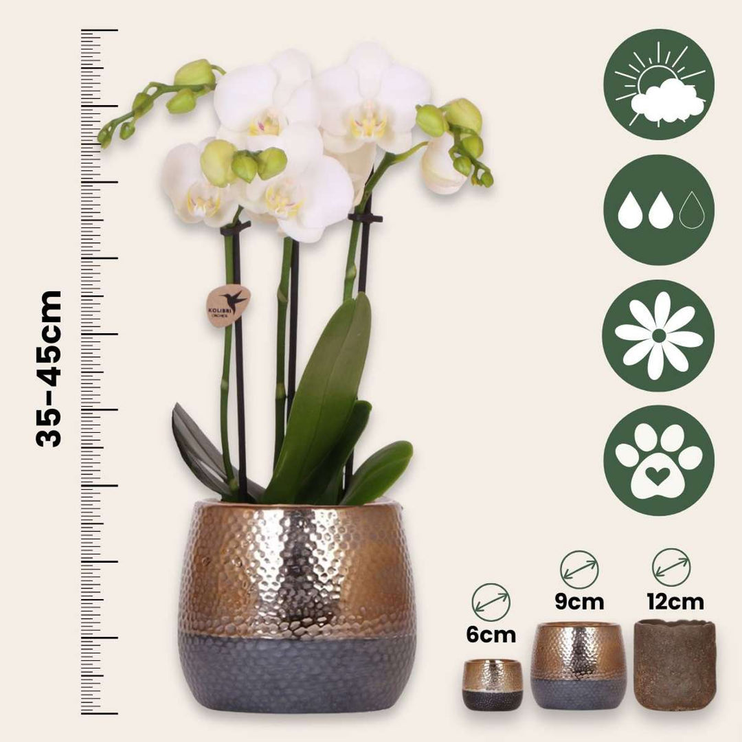 Cadeauset orchidee 'Copper XL' - Phalaenopsis