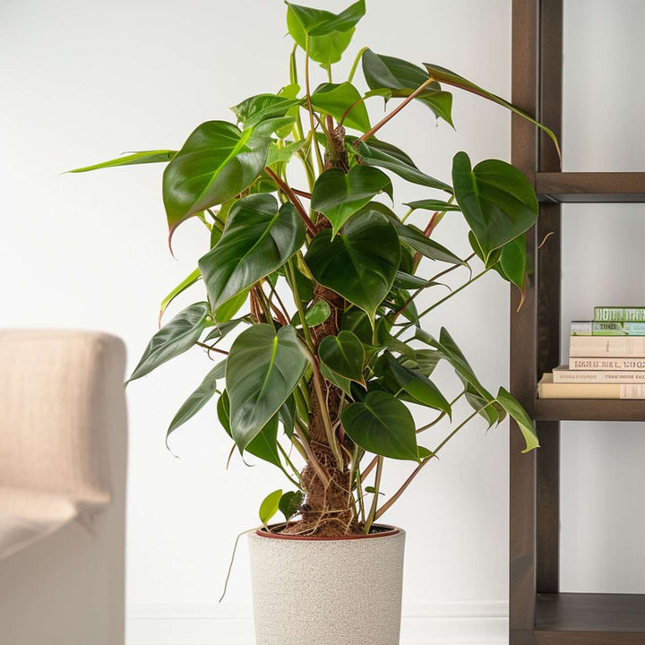 Philodendron 'Red Emerald Kratiste'