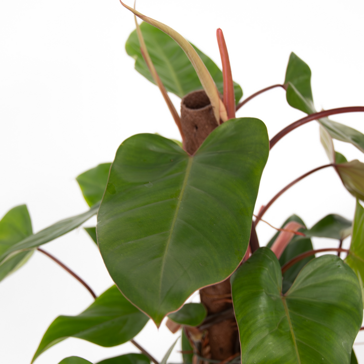 Philodendron 'Red Emerald Kratiste'