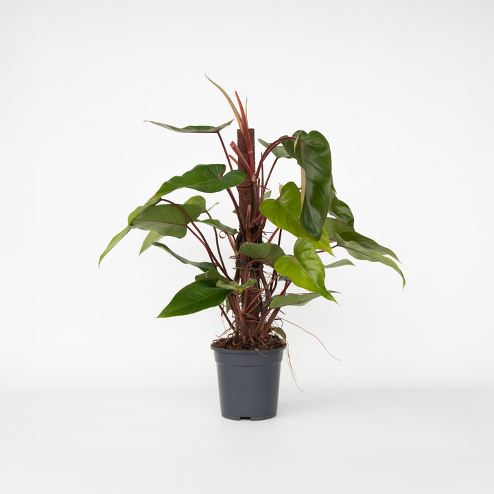 Philodendron 'Red Emerald Kratiste'