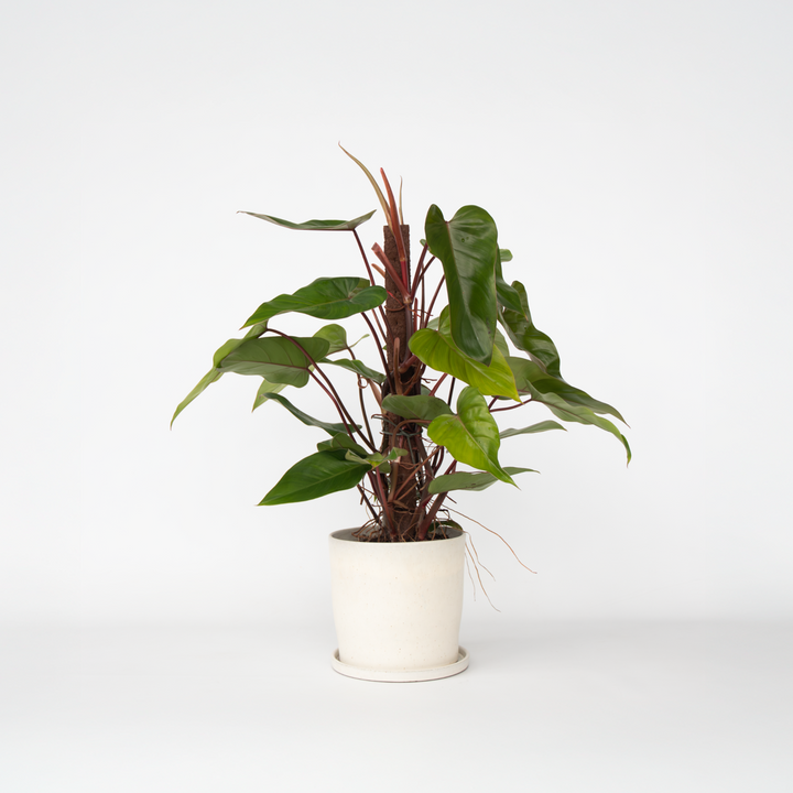 Philodendron 'Red Emerald Kratiste'