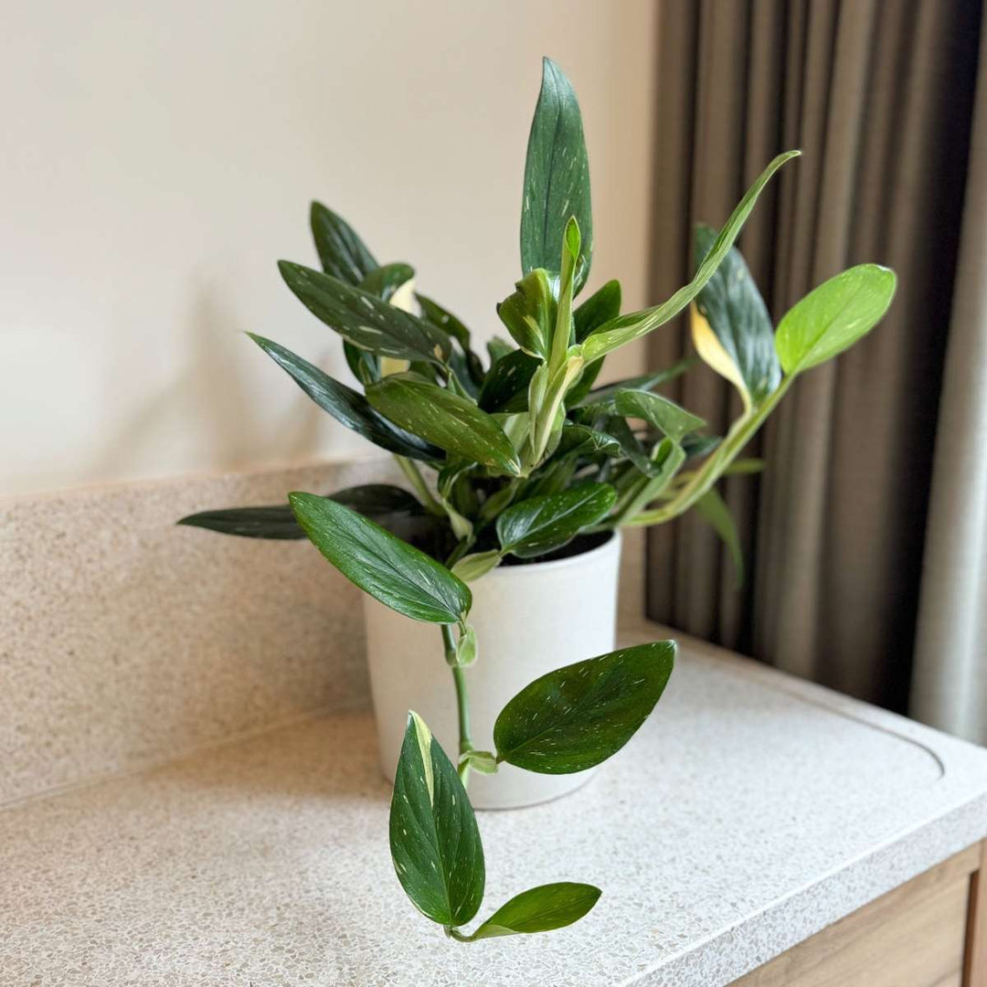 Philodendron 'Cobra' - Hangplant