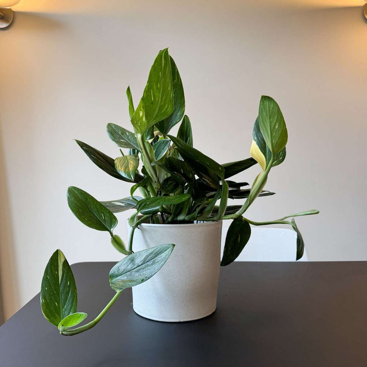 Philodendron 'Cobra' - Hangplant