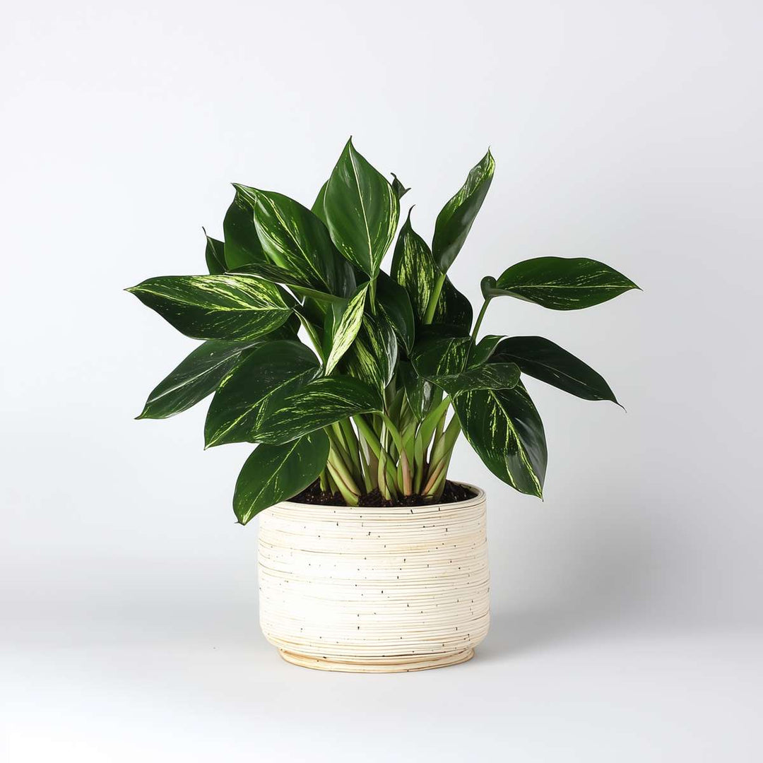 Philodendron 'Cobra' - Hangplant